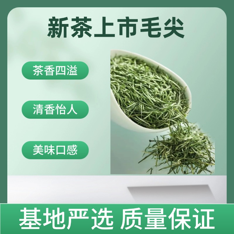 麦浇芽毛尖高山茶明前茶新茶绿茶浓香耐泡包邮50g